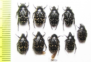 Oxythyrea cinctella  Tajikistan - INSECTS-STORE.RU