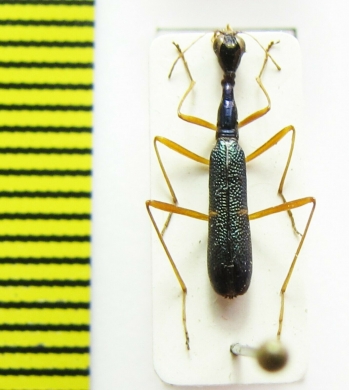 Neocollyris linearis  Thailand - INSECTS-STORE.RU