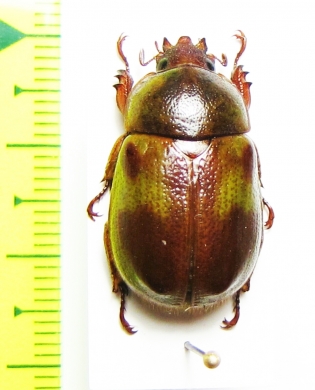 Kibakoganea sexmaculata  Thailand - INSECTS-STORE.RU