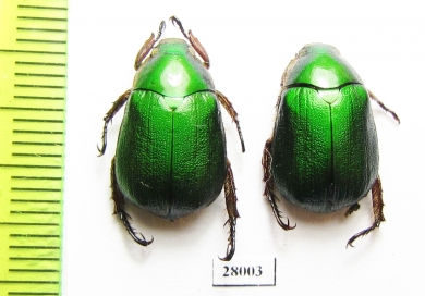 Mimela passerini  China, Sichuan prov. - INSECTS-STORE.RU