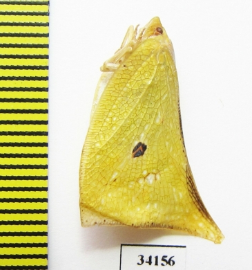 Homoptera sp.  Ecuador - INSECTS-STORE.RU