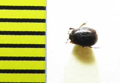 Gnathoncus rotundatus  Belorussia - INSECTS-STORE.RU