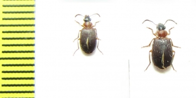 Carabidae sp.  South Africa Rep. - INSECTS-STORE.RU