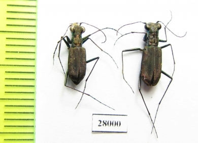 Cylindera kaleea, pair  China, Sichuan prov. - INSECTS-STORE.RU