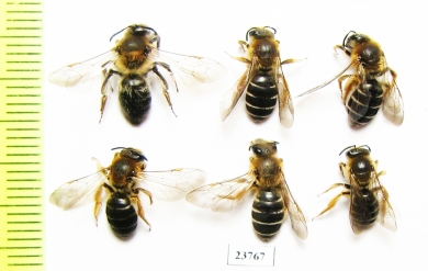 Hymenoptera sp.  Russia, Tver reg. - INSECTS-STORE.RU