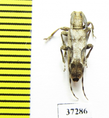 Cerambycidae sp.  South Africa Rep. - INSECTS-STORE.RU