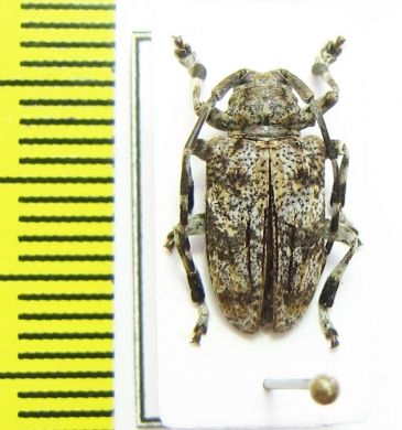 Cerambycidae sp.  Malawi - INSECTS-STORE.RU