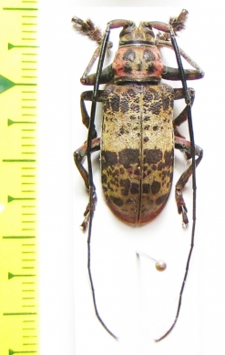 Ceroplesis hecate  Gabon - INSECTS-STORE.RU