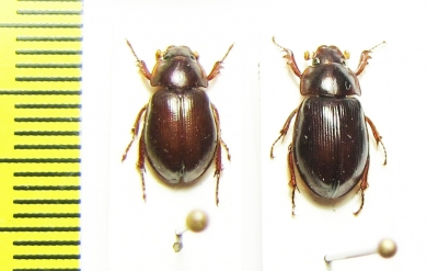 Phaeochrous philippinensis  Indonesia, Papua - INSECTS-STORE.RU