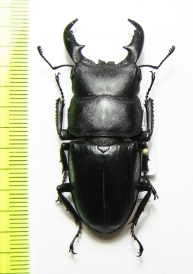 Dorcus titanus platymelus  China - INSECTS-STORE.RU