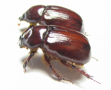 Dasygnathus dejeanii, pair  Australia - INSECTS-STORE.RU