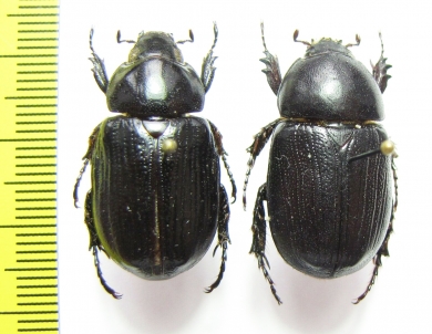 Dynastinae sp.  Ecuador - INSECTS-STORE.RU