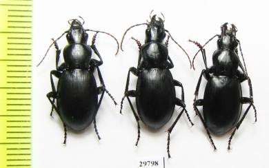 Pseudotaphoxenus sp.  Tajikistan - INSECTS-STORE.RU