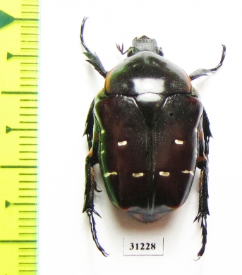 Plaesiorrhina ochreata  Madagascar - INSECTS-STORE.RU