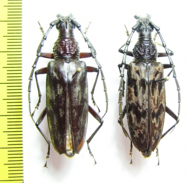 Hoplocerambyx sp.  Indonesia, Papua - INSECTS-STORE.RU