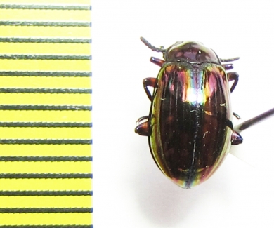 Tenebrionidae sp.  Indonesia, Sumatra - INSECTS-STORE.RU