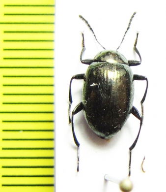 Amarygmus novior  Malaysia, Borneo - INSECTS-STORE.RU