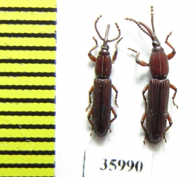 Brentidae sp.  Tanzania - INSECTS-STORE.RU