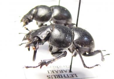 Lethrus kabaki, pair  Kirgizstan - INSECTS-STORE.RU