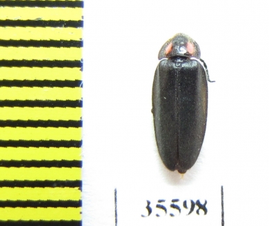 Lampyridae sp.  Mexico - INSECTS-STORE.RU