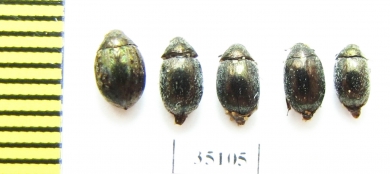 Morychus aeneus, Cytillus sericeus  Russia, Tver reg. - INSECTS-STORE.RU