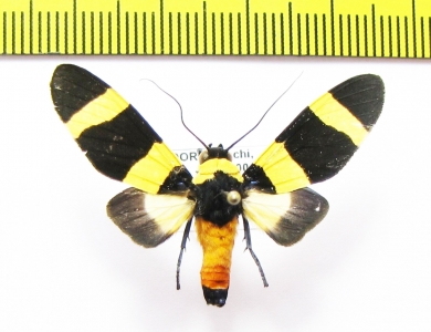 Erebidae sp.  Ecuador - INSECTS-STORE.RU