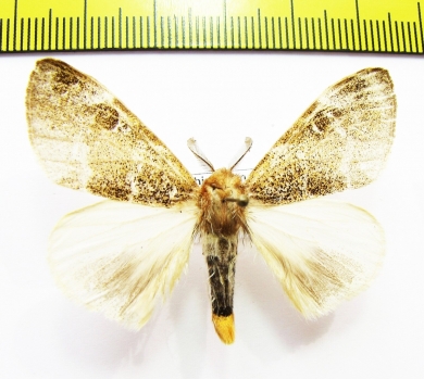 Erebidae sp.?  Nepal - INSECTS-STORE.RU