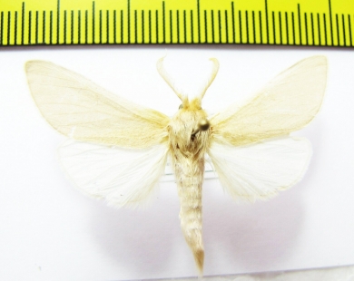 Noctuidae sp.  Iran, Hormozgan prov. - INSECTS-STORE.RU