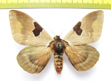Saturniidae sp.  Ecuador - INSECTS-STORE.RU