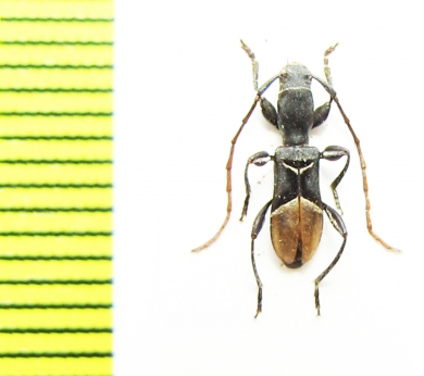 Tillomorpha lineoligera  Chile - INSECTS-STORE.RU