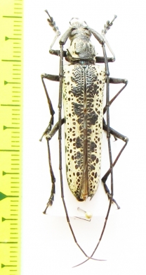 Disteniazteca pilati  Costa Rica - INSECTS-STORE.RU