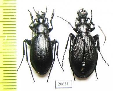 Carabus (Morphocarabus) karpinskii, pair  Russia, Baschkiriya reg. - INSECTS-STORE.RU