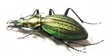 Carabus (Acoptolabrus) gehinii  Japan - INSECTS-STORE.RU