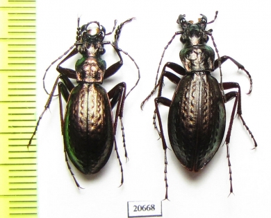 Carabus (Pseudocranion) sackeni remondianus, pair  China - INSECTS-STORE.RU
