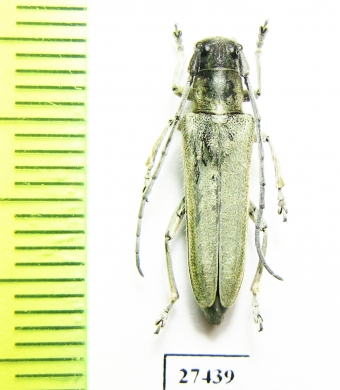 Phytoecia rebeccae  Iran, Kurdistan prov. - INSECTS-STORE.RU