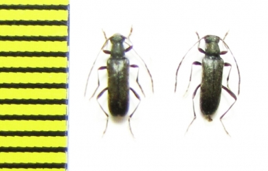 Grammoptera gracilis  Russia, Far East - INSECTS-STORE.RU