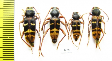 Plagionotus detritus  Russia, Kaluga reg. - INSECTS-STORE.RU