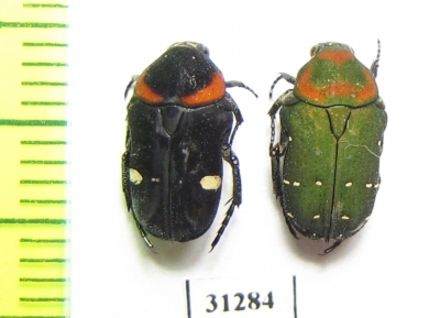 Cetoniinae sp.  Indonesia, Sumatra - INSECTS-STORE.RU
