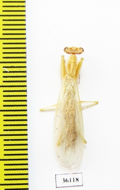 Mantodea sp.  Thailand - INSECTS-STORE.RU