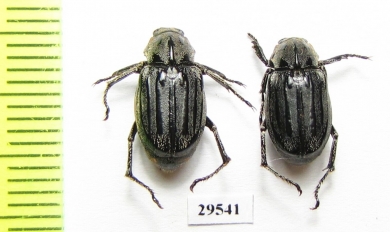 Melolonthinae sp.  Panama - INSECTS-STORE.RU