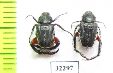 Hopliini sp.  South Africa Rep. - INSECTS-STORE.RU