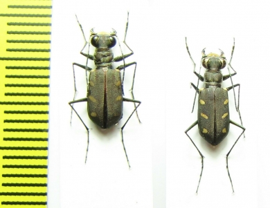 Cicindelinae sp.  Panama - INSECTS-STORE.RU