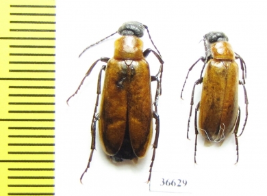 Meloidae sp.  Greece - INSECTS-STORE.RU