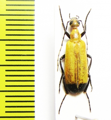 Meloidae sp.  Tanzania - INSECTS-STORE.RU