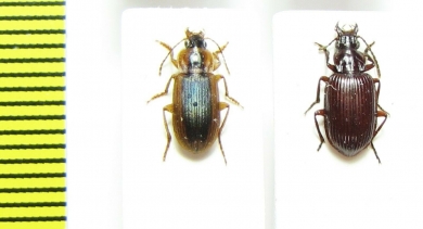 Carabidae sp.  South Africa Rep. - INSECTS-STORE.RU