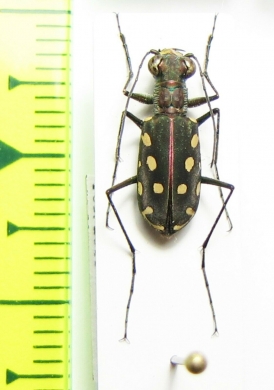 Calomera mindanaoensis  Philippines - INSECTS-STORE.RU