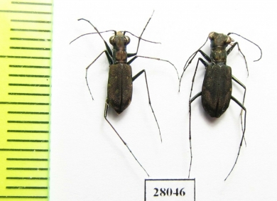 Cylindera kaleea, pair  China, Sichuan prov. - INSECTS-STORE.RU