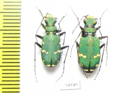 Cicindela desertorum, pair  Armenia - INSECTS-STORE.RU