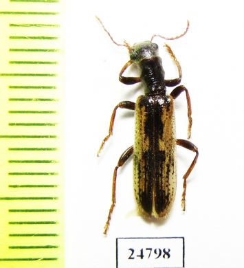 Cleridae sp.  Mexico - INSECTS-STORE.RU