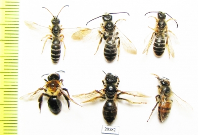 Hymenoptera sp.  Russia, Tver reg. - INSECTS-STORE.RU